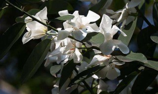 哪种玉兰开花时有叶子 哪种玉兰开花时有叶子呢
