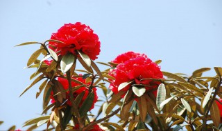 马樱花移栽后开花吗 马樱花移栽后开花吗怎么养