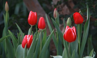 郁金香几点几分开花（郁金香几点几分开花啊）
