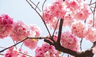 桃花和杏花是一个季节开吗（桃花和杏花是一个季节的吗）