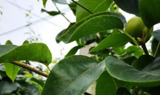 梨树叶子发黄怎么回事 梨树叶子发黄怎么回事图片