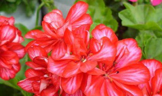 天竺葵叶子能喷水吗（天竺葵的叶子能喷水吗）