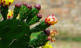 仙人掌是在哪个季节开花的（仙人掌是在什么时候开花）