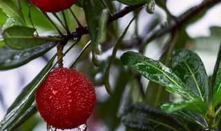 有梅子的时候是什么季节（有梅子的时候是什么季节开花）