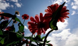 百日菊5月能开花吗 百日菊5月能开花吗视频