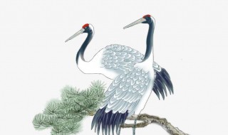 仙鹤和松树代表什么（仙鹤与松树）
