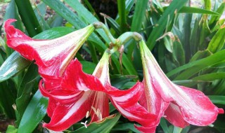 朱顶红开花后多久会谢（朱顶红 开花）