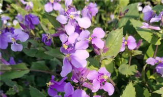 二月兰冬天能开花吗 二月兰冬天可以播种吗