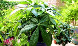 发财树的什么时候开花（发财树什么季节开放）