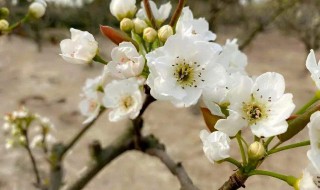 梨树开花前怎么样防冻(梨树开花时用什么保花保果药)