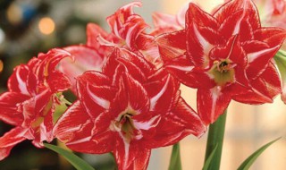 重瓣朱顶红啥时候开花（进口重辨朱顶红）