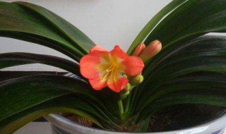 君子兰开花了可不可以动（君子兰开花了可不可以动土）