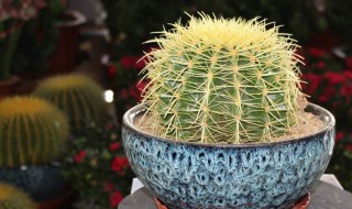 金虎仙人球怎么养开花（金虎仙人球怎么养开花图片）