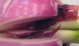 洋葱长芽了会开花吗（洋葱长芽了会开花吗图片）