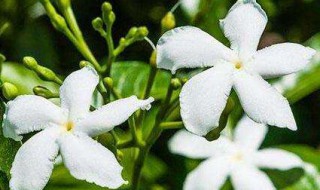 栀子花几月开花结果（栀子花几月开花哪个季节）