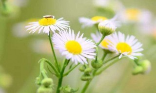 小雏菊什么时候开花（小雏菊一年四季都开花吗）