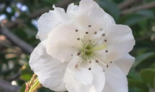 梨树开花前有哪些病虫害（梨树开花前有哪些病虫害呢）