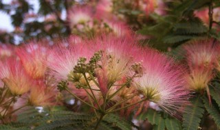 蓉花树木可以做什么（蓉花树可以载家里吗）