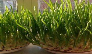 家里养的蒜苗能晒太阳吗（家里养的蒜苗能晒太阳吗冬天）