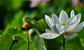 爱莲说表示莲花高洁的句子 爱莲说表现莲花高洁品质的句子