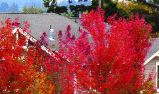 红枫早春施肥吗 红枫树苗什么时候施肥