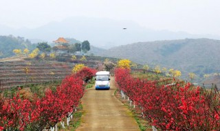 仙迹桃花岛什么时候开花（仙1桃花林）