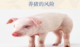 养猪存在什么风险（养猪的风险到底有多大）