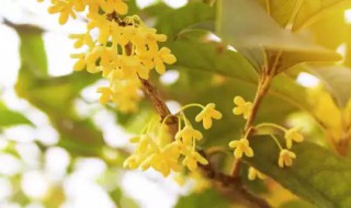 金桂一年能开花多久(金桂花一年开几次)