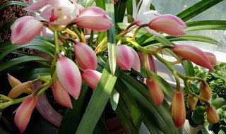 惠兰开花可以放卧室吗（惠兰可以放室内吗）