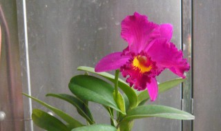 朱顶红打骨朵多久开花 朱顶红打骨朵多久开花啊