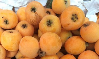 用枇杷可以做什么好吃的（枇杷可以做啥）