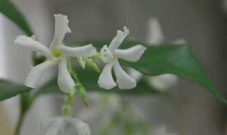 茉莉风车什么时候开花（茉莉风车什么时候开花）