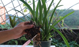 朱顶红开花后换大盆行不（朱顶红 开完花）