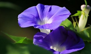 喇叭花一天什么时候开花（喇叭花每天几点开）