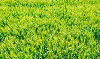 冬小麦抽穗期是什么时间（冬小麦抽穗开花必须经过( ）