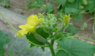 黄瓜花打顶怎么办（黄瓜花打顶的原因及防治方法）