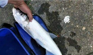 翘嘴如何钓 翘嘴 怎么钓