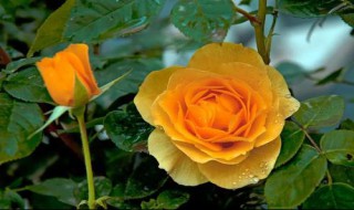 浇水浇多了怎么办 月季花浇水浇多了怎么办