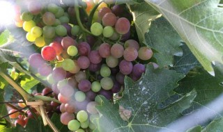 葡萄防鸟绝招 葡萄结果怎样防止鸟来吃