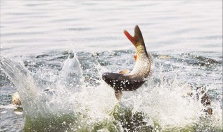 钓鲤鱼绝招 鲤鱼不开口你给个绝招