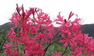 为什么我的彼岸花不开花也不长叶子（为啥彼岸花不开花）