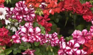 天竺葵怎么修剪才能多开花（天竺葵怎么修剪才能多开花快）