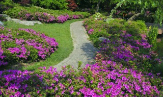 北方冬季开花的庭院植物有哪些 北方冬季开花的庭院植物有哪些品种