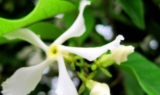 风车茉莉先开花还是先长叶(风车茉莉先开花还是先长叶呢)