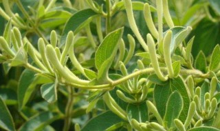 金银花的青蕾要几年会开花（金银花蕾好还是开花的好）