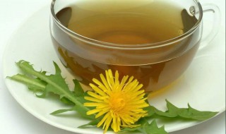 蒲公英茶喝开花还是没开花的 蒲公英泡茶开花的好还是不开花的好