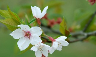 梨树第一次开花能长梨子吗(梨树第一次开花会结果吗)