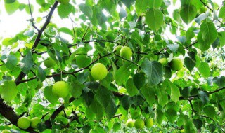 梨树先开花还是杏树先开花 梨树先开花还是杏树先开花好