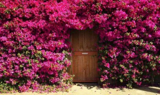 三角梅开花期间能不能洒水（三角梅开花的时候可以淋雨吗）