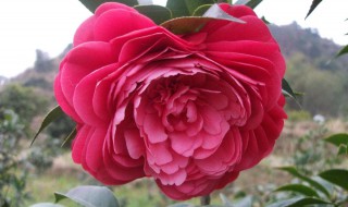 红赤丹茶花开花没多久就掉了 赤丹红茶花花期多少天